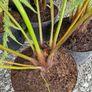 Tree Fern Dicksonia Image 8