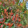 Red Robin Photinia Hedging Image 5