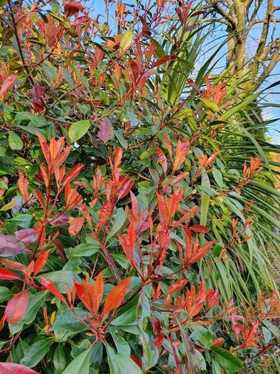 Red Robin Photinia Hedging