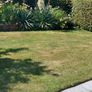 Plants FREE , Peruvian lilies .etc Image 7