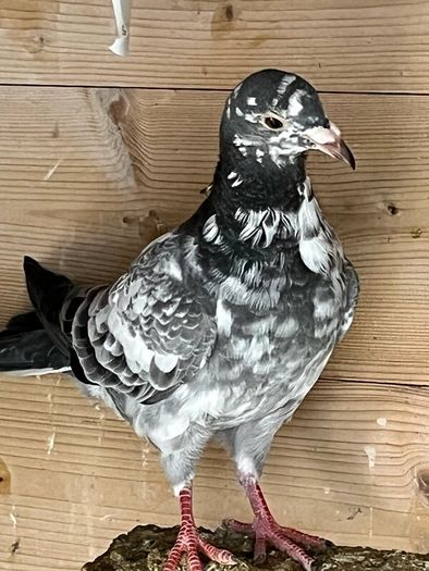 High flyer pigeon & Racer pigeon