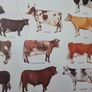 1979 Frederick Warne "Farm Animals Cattle" framed print Image 6
