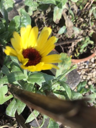 Euro3 for 250+ assorted Marigold seeds