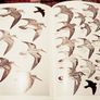 1952. Collins Pocket Guide To British Birds. Image 6