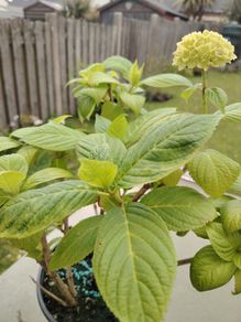 Hydrangea macrophylla