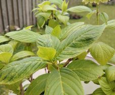 Hydrangea macrophylla