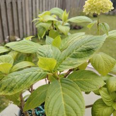 Hydrangea macrophylla