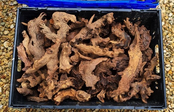 Small Bogwood