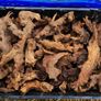 Small Bogwood Image 7