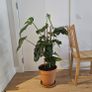 Extra Large Mature Monstera Deliciosa (Swiss Cheese Plant) Image 3