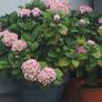 Hortensia Image 3