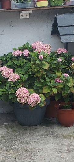 garden plants