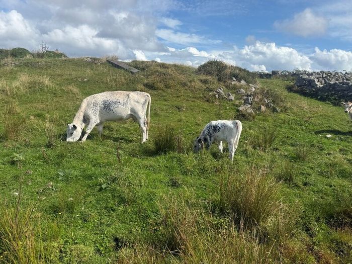 Cow
