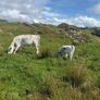 Cow Image 5