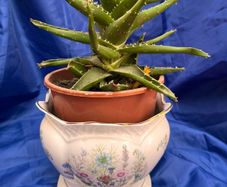 John Aynsley Wild Tudor planter