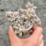 plant Image 3