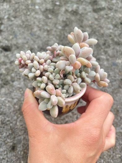 plant
