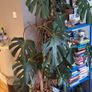 plant Image 2