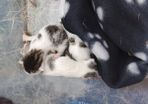 adoption