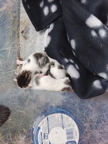 adoption