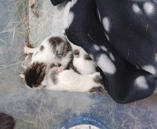 adoption