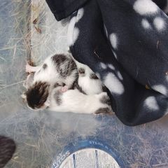 adoption