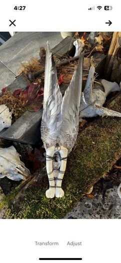 Incredibly Healing Spiritual Smudge Wand Taxidermy Wings Bone Art and Rose Quartz Crystal Wall Decor Display