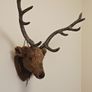 wall mount deer head Image 2