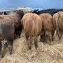 6 Super Bulls Image 2