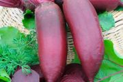 (B) Beetroot Cylindra seeds 5g (123261)