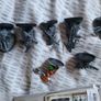 Games Workshop Warhammer Warcry Vulkyn Flameseekers Image 4