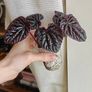 Peperomia Red Luna Plant Image 3