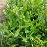 Laurel Hedging 3 feet tall. Image 3