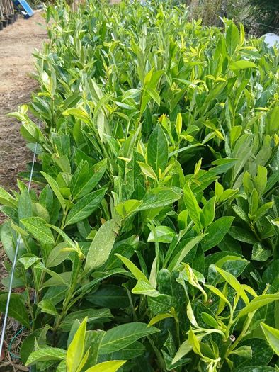 Laurel Hedging 3 feet tall.