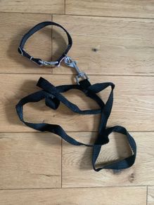 puppy leash and collar