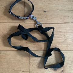 puppy leash and collar
