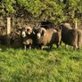 3 Lanark Shearlings For Sale!! Image 7