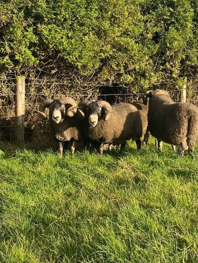 3 Lanark Shearlings For Sale!!