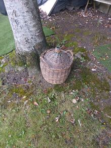 large french wicker bottle