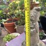 garden decor Image 2