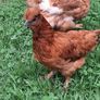 Hens Image 2