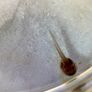 Ranitomeya tadpole tubs Image 5