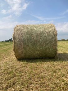 Hay for sale