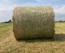 Hay for sale