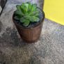 artifical plants Image 5