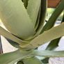 Aloe Vera Plant Image 4