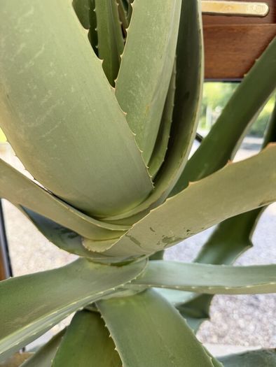 Aloe Vera Plant