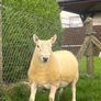 North country cheviot shearling rams Image 2