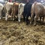 Seven Charlaois Bull Weanlings Image 10