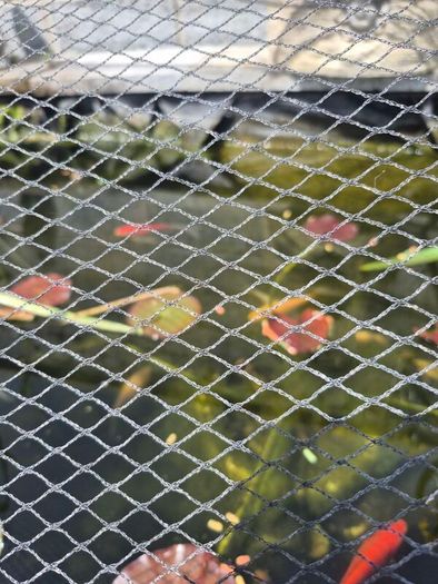 pond